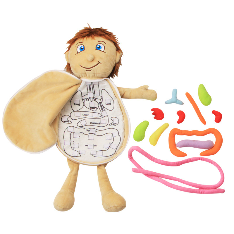 Human Body Puzzle - Human Viscera Cognitive Kid 3D Puzzle