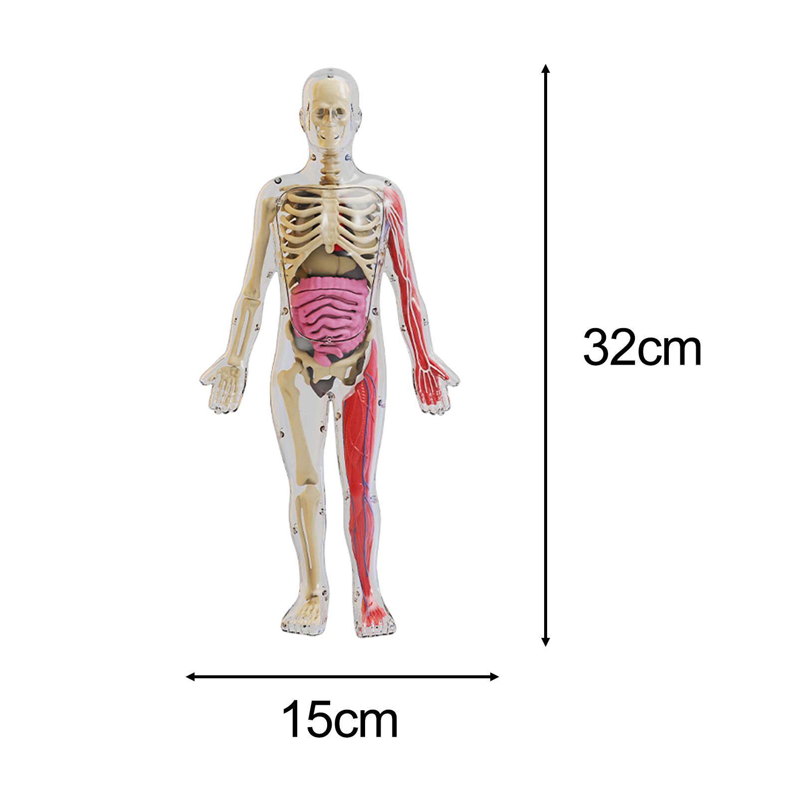 Human Body Puzzle - Human Body Puzzle Kits Early Education