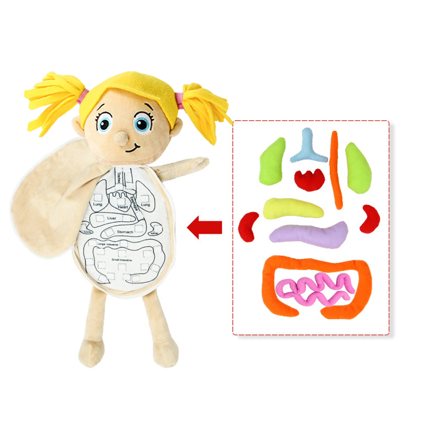 3D Cơ Quan Giải Phẫu Học Đồ Ch - đánh giá và giá Human Body Puzzle