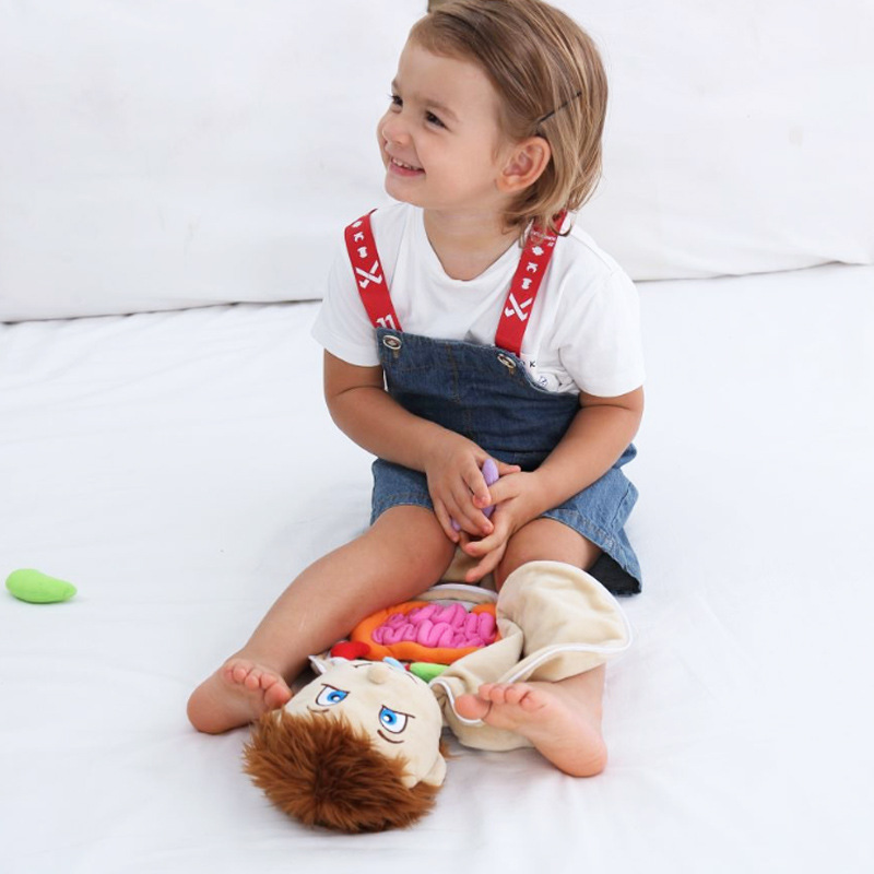 Human Viscera Cognitive Kid 3D - đánh giá và giá Human Body Puzzle