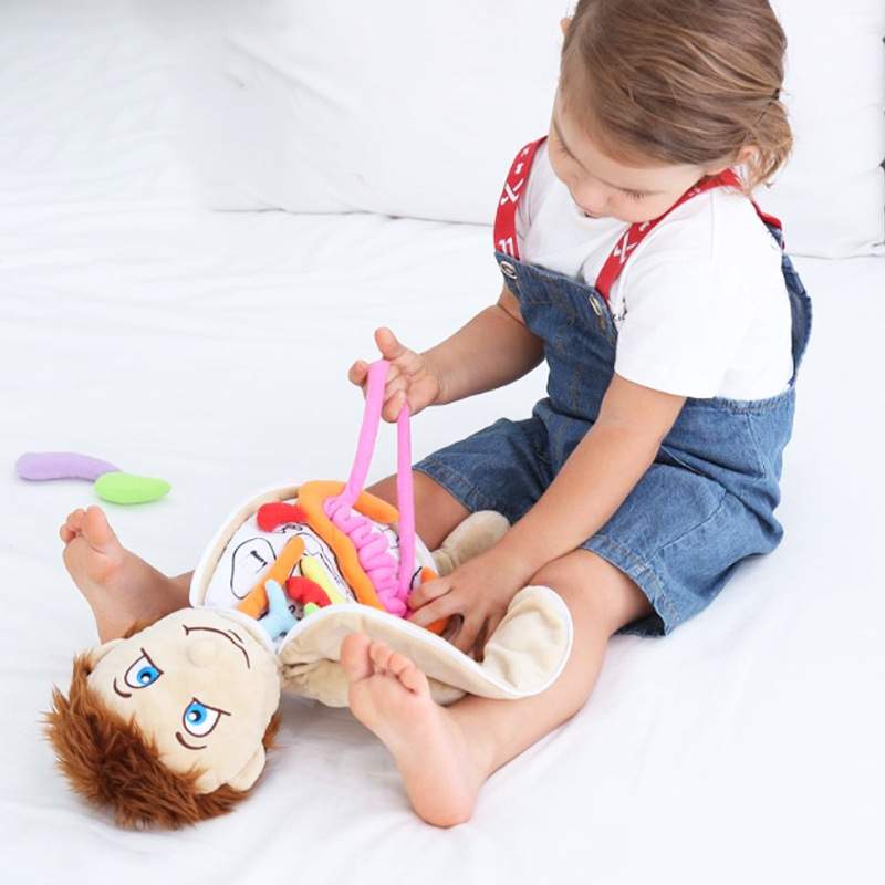 Human Viscera Cognitive Kid 3D - đánh giá và giá Human Body Puzzle