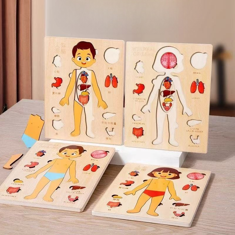 Montessori Puzzles Busy Board  - đánh giá và giá Human Body Puzzle