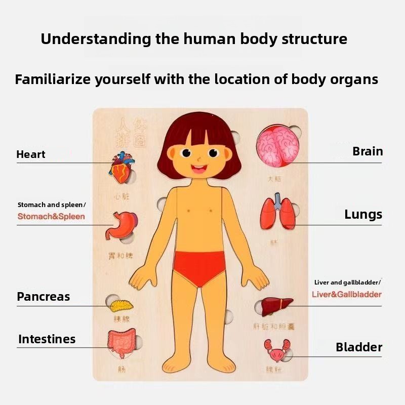 Montessori Puzzles Busy Board  - đánh giá và giá Human Body Puzzle