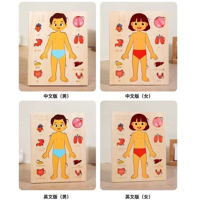 Montessori Puzzles Busy Board  - đánh giá và giá Human Body Puzzle