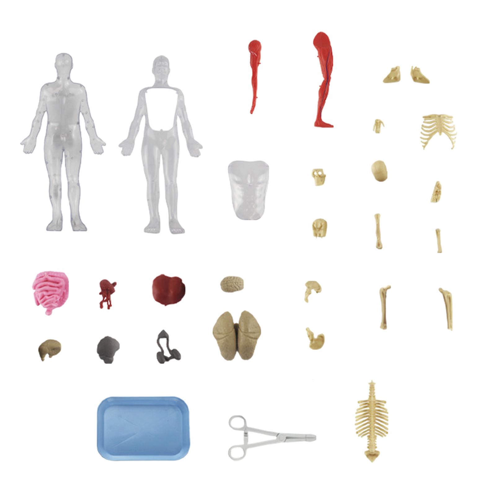 Human Body Puzzle Kits Early E - đánh giá và giá Human Body Puzzle