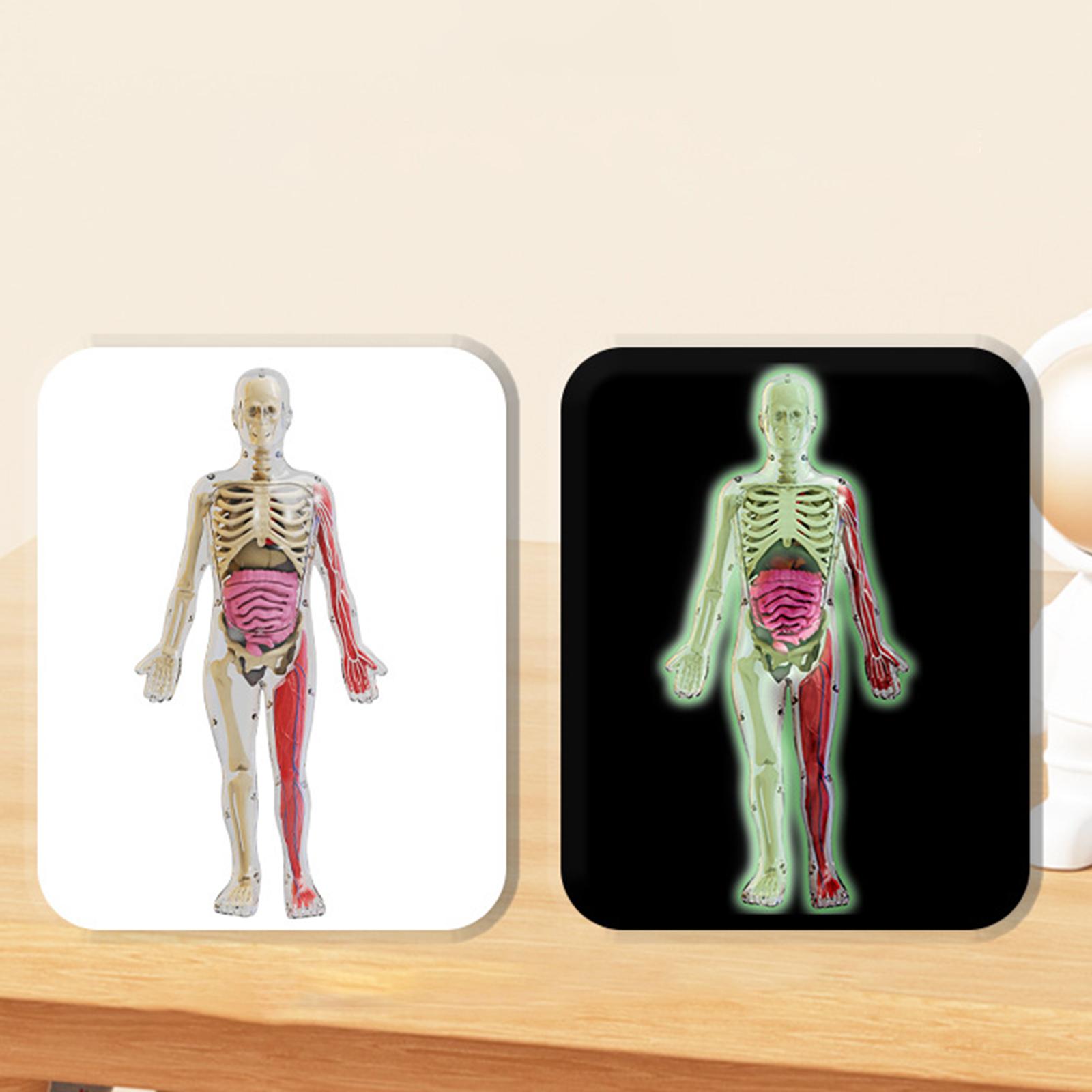 Human Body Puzzle Kits Early E - đánh giá và giá Human Body Puzzle