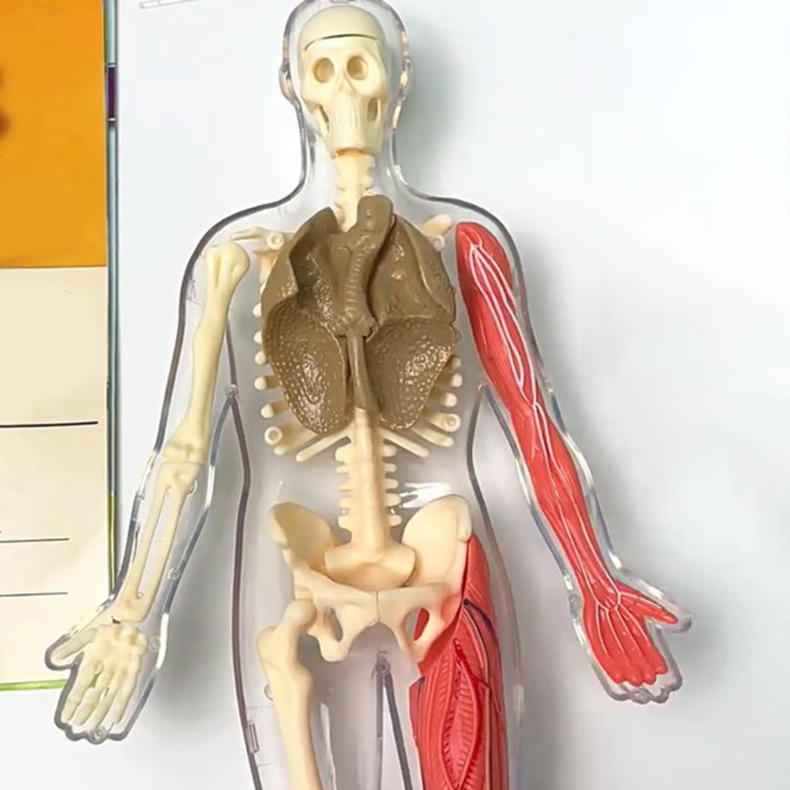 Human Body Puzzle Kits Early E - đánh giá và giá Human Body Puzzle