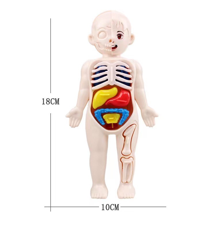 Montessori 3D Puzzle 14pcs Hum - đánh giá và giá Human Body Puzzle