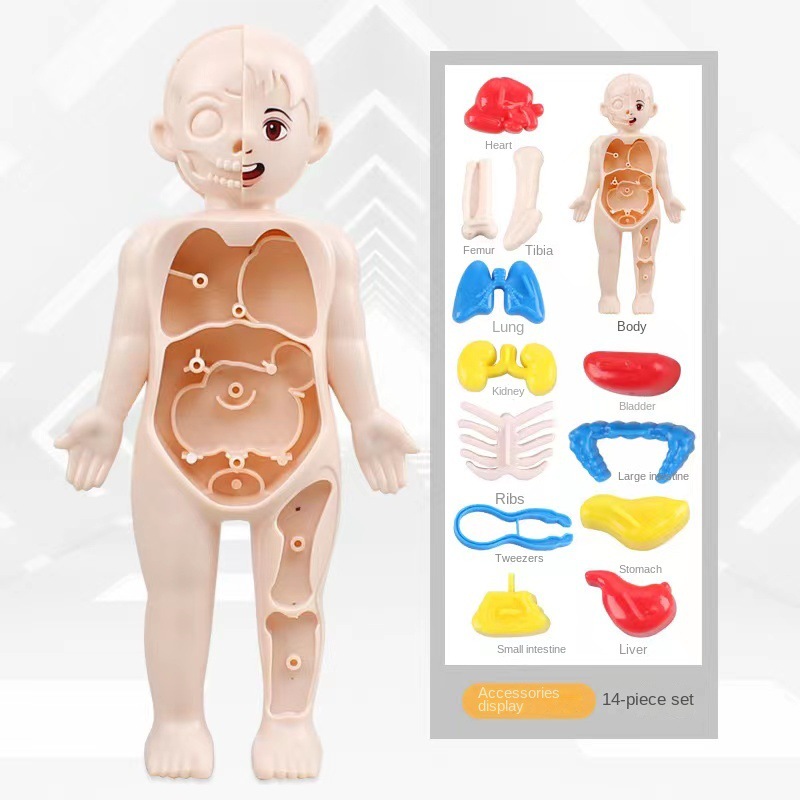 Montessori 3D Puzzle 14pcs Hum - đánh giá và giá Human Body Puzzle