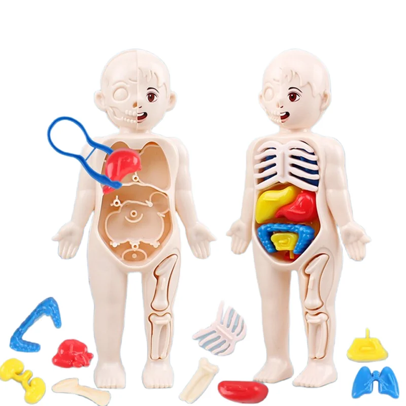 Montessori 3D Puzzle 14pcs Hum - đánh giá và giá Human Body Puzzle