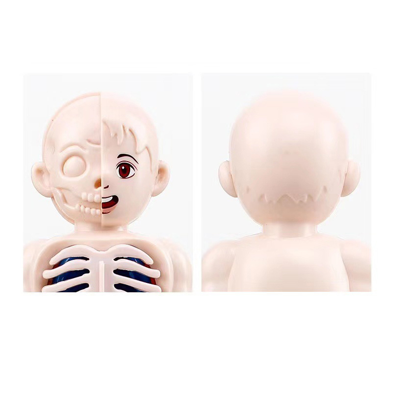 Montessori 3D Puzzle 14pcs Hum - đánh giá và giá Human Body Puzzle