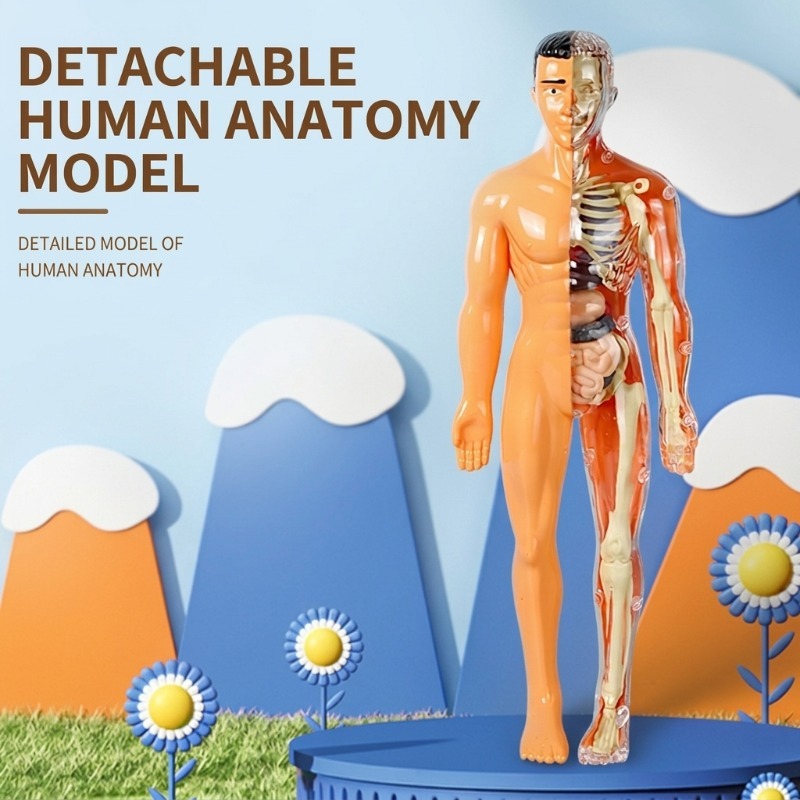 Primary School DIY Human Body  - đánh giá và giá Human Body Puzzle