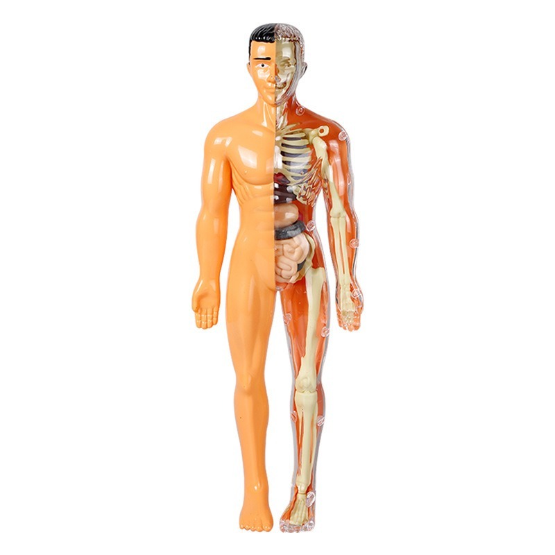 Primary School DIY Human Body  - đánh giá và giá Human Body Puzzle