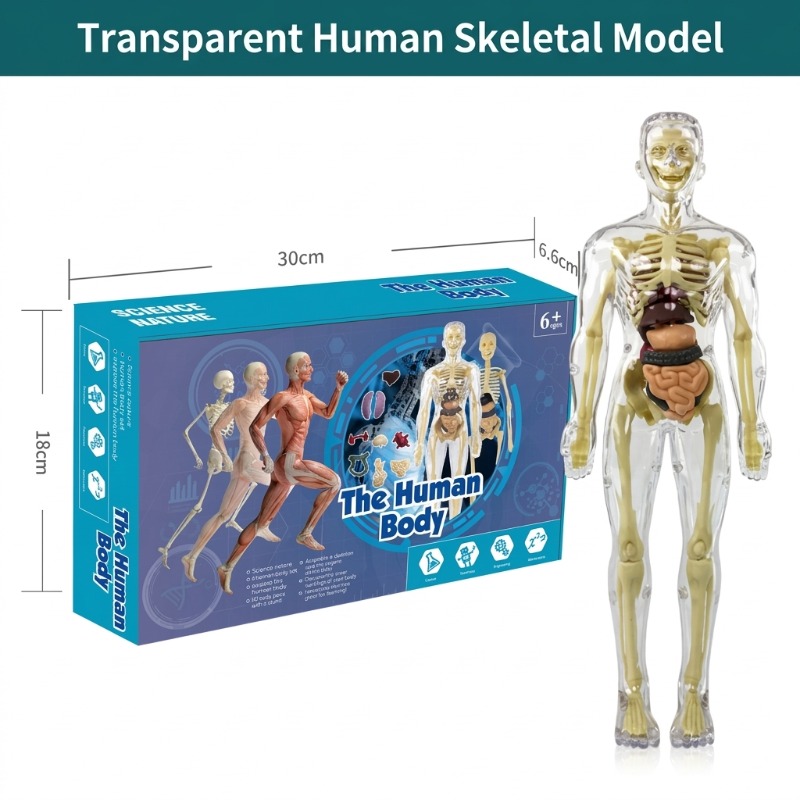 Primary School DIY Human Body  - đánh giá và giá Human Body Puzzle