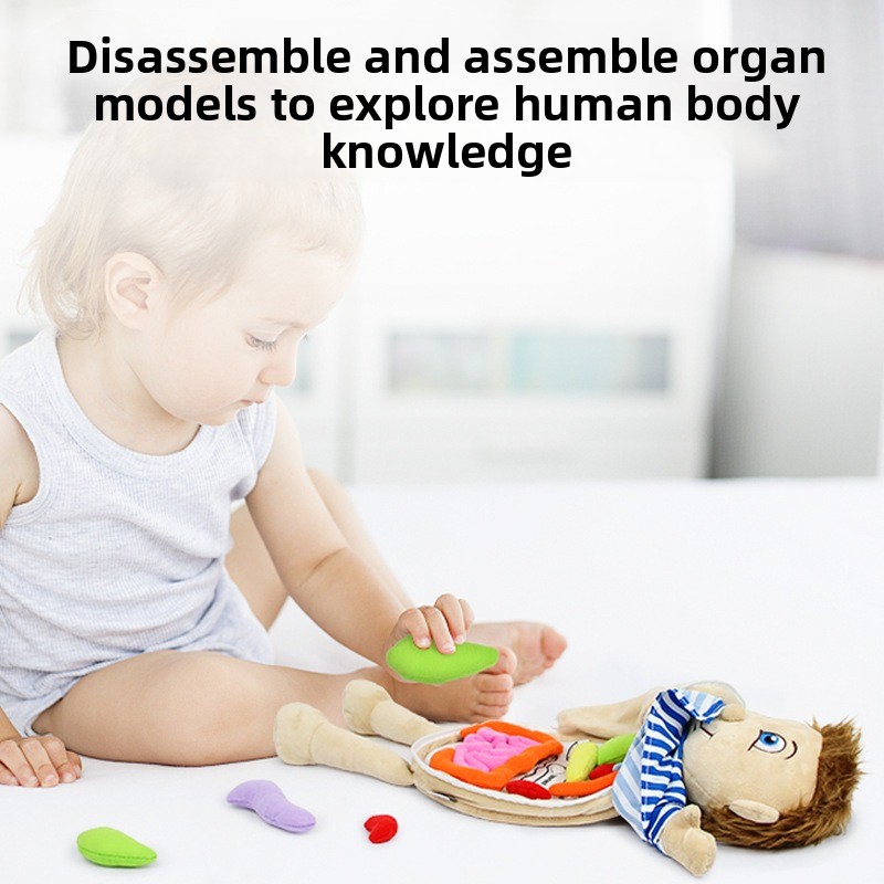 1Pc Human Organ Cognition Puzz - đánh giá và giá Human Body Puzzle