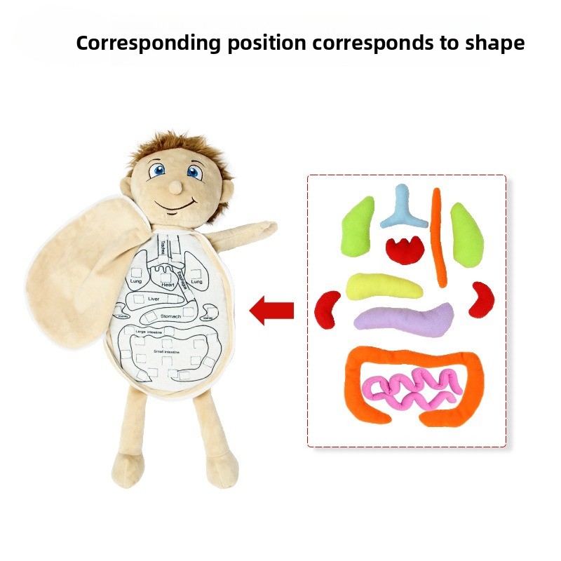 1Pc Human Organ Cognition Puzz - đánh giá và giá Human Body Puzzle