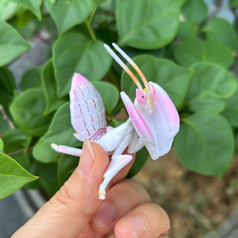 Realistic Animal Toy Model Pin - đánh giá và giá Orchid Kids Education
