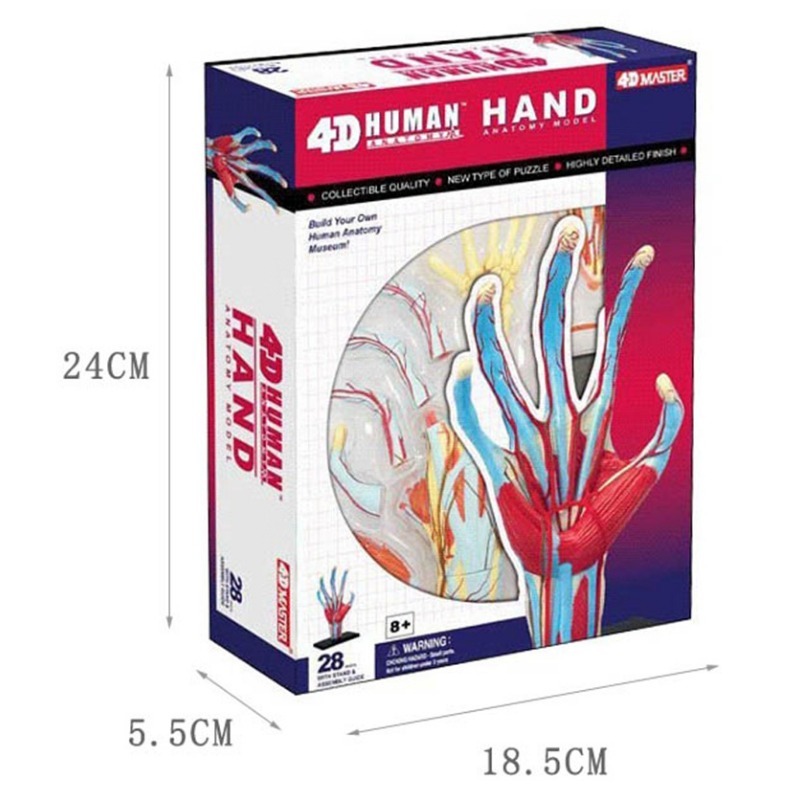 4d Master Human Hand Bone musc - đánh giá và giá Human Body Puzzle