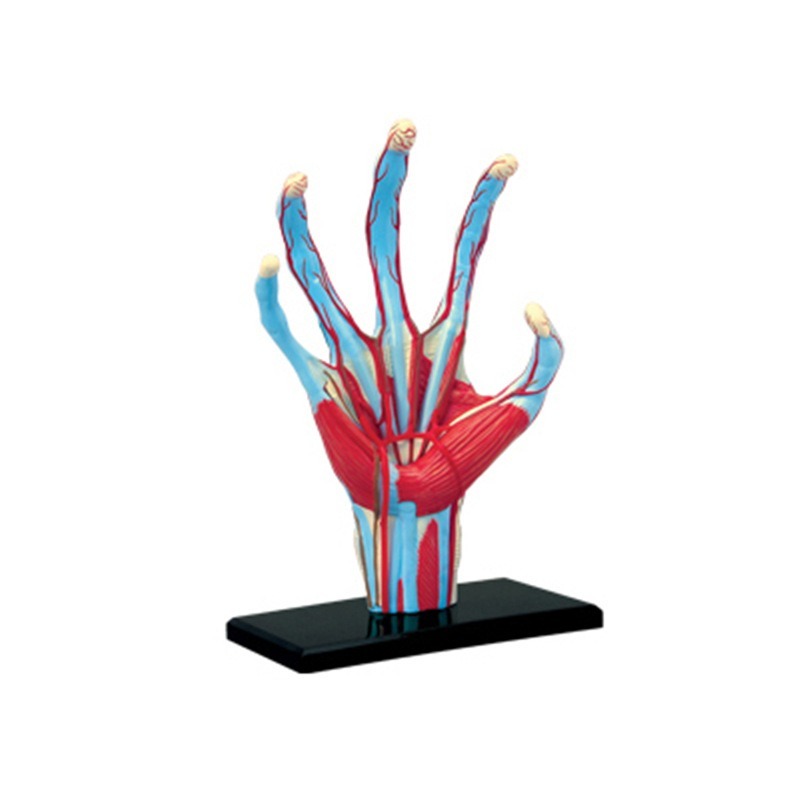 4d Master Human Hand Bone musc - đánh giá và giá Human Body Puzzle