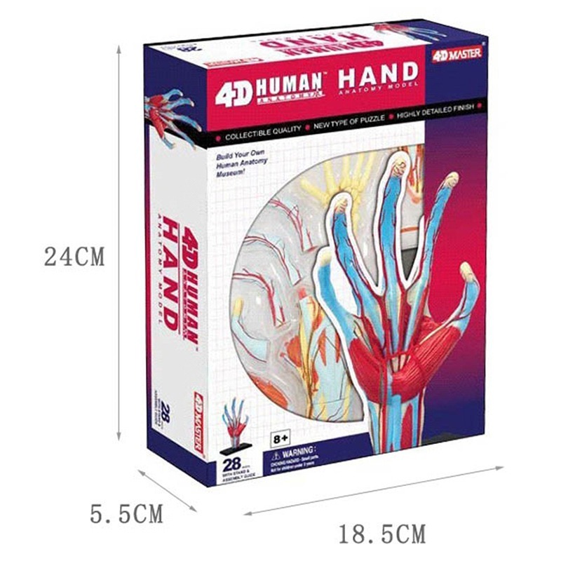 4d Master Human Hand Bone musc - đánh giá và giá Human Body Puzzle