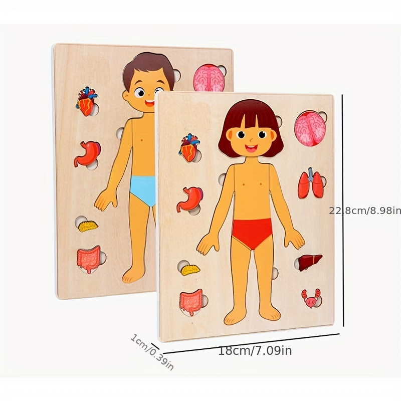 Human Body Puzzles for Kids Wo - đánh giá và giá Human Body Puzzle
