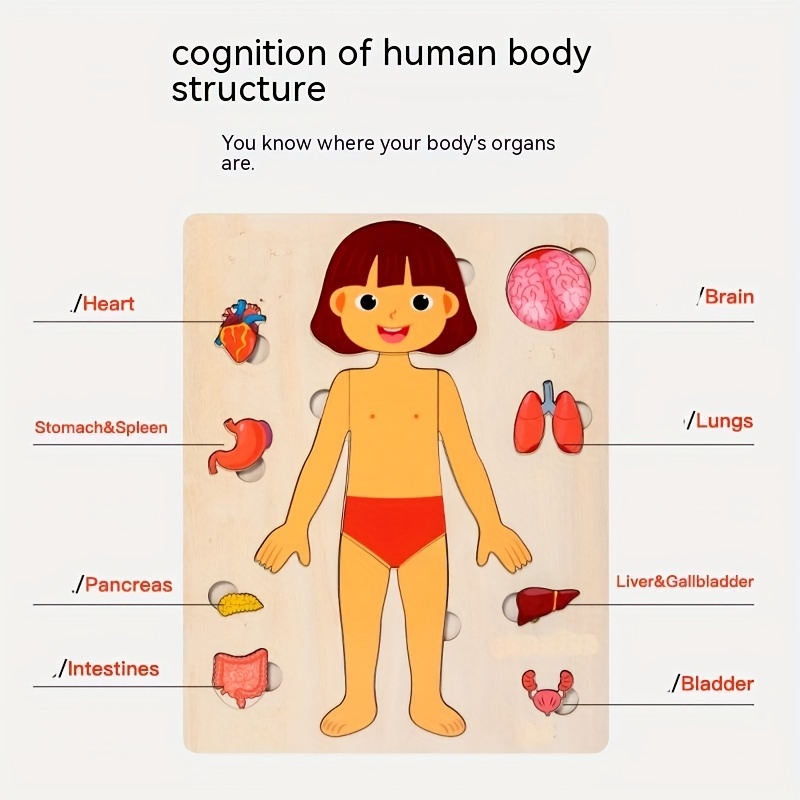 Human Body Puzzles for Kids Wo - đánh giá và giá Human Body Puzzle