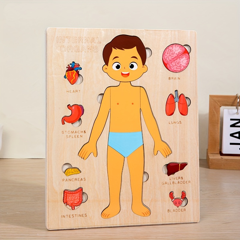 Human Body Puzzles for Kids Wo - đánh giá và giá Human Body Puzzle