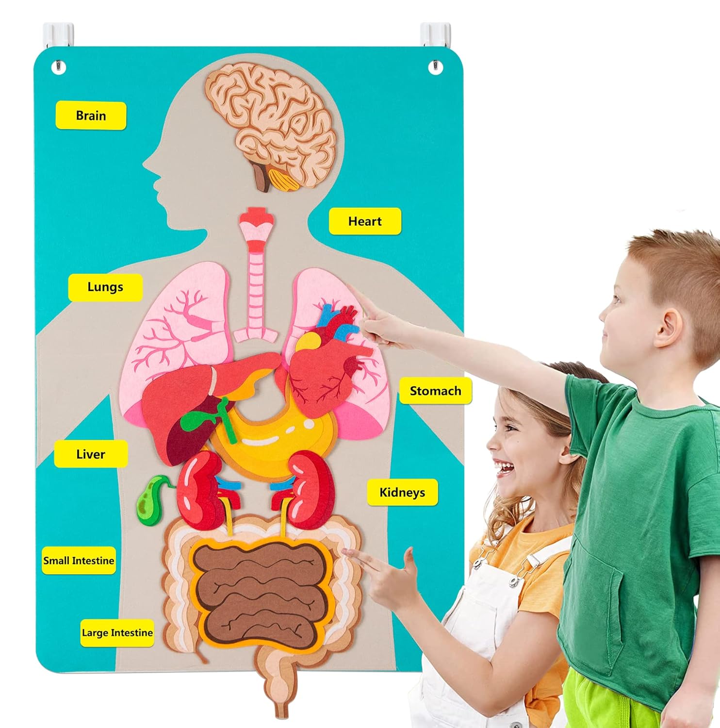 Human Body Parts Felt Board St - đánh giá và giá Human Body Puzzle