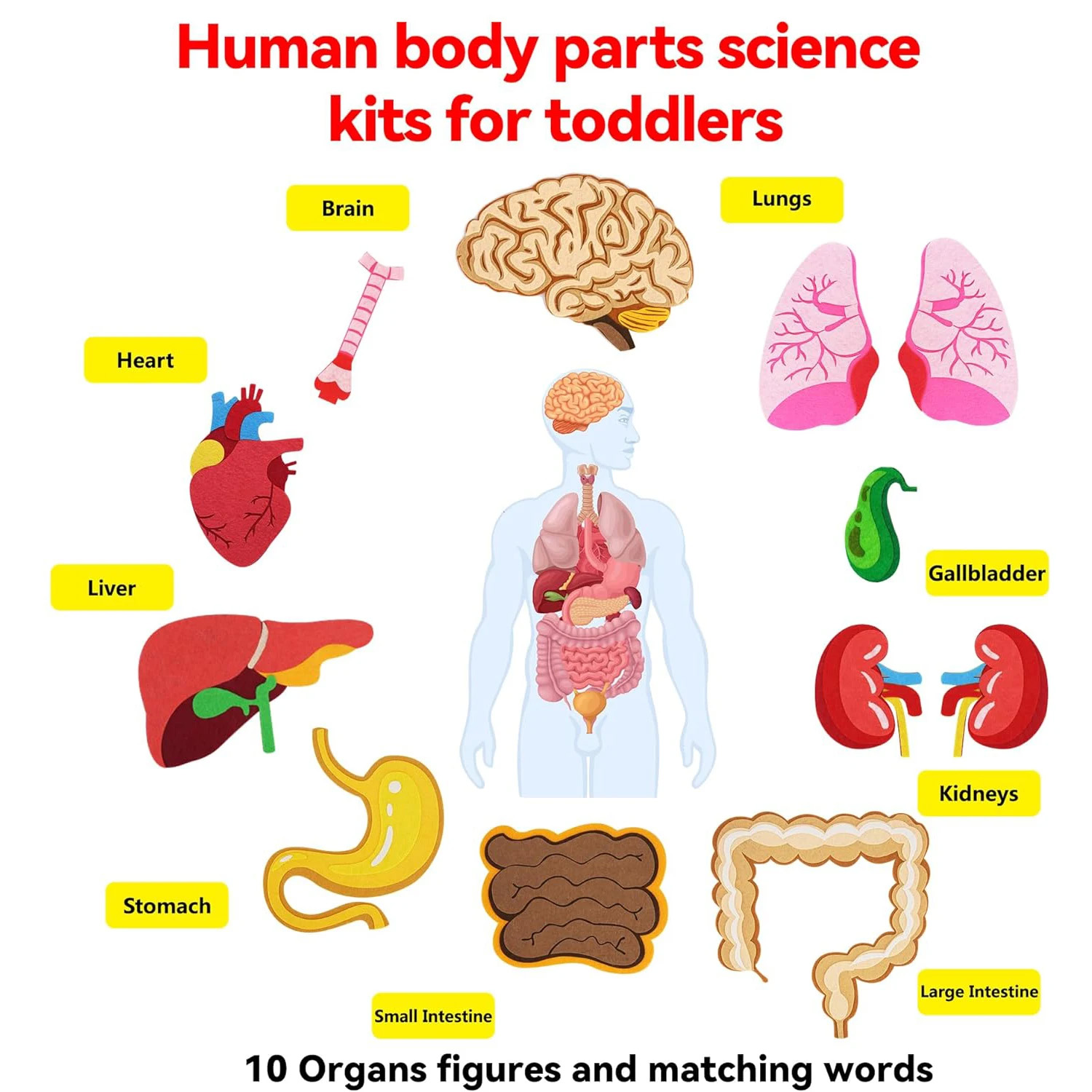 Human Body Parts Felt Board St - đánh giá và giá Human Body Puzzle