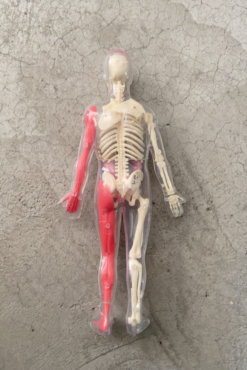 In Stock Default Defect Origin - đánh giá và giá Human Body Puzzle