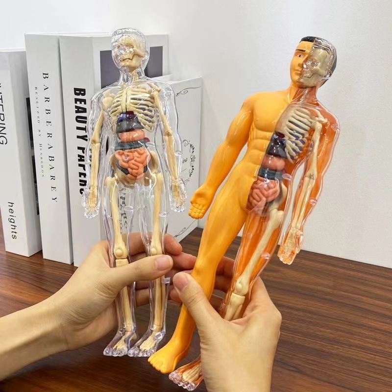 3D Human Body Torso Model for  - đánh giá và giá Human Body Puzzle