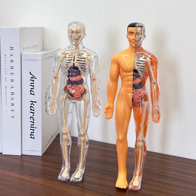 3D Human Body Torso Model for  - đánh giá và giá Human Body Puzzle