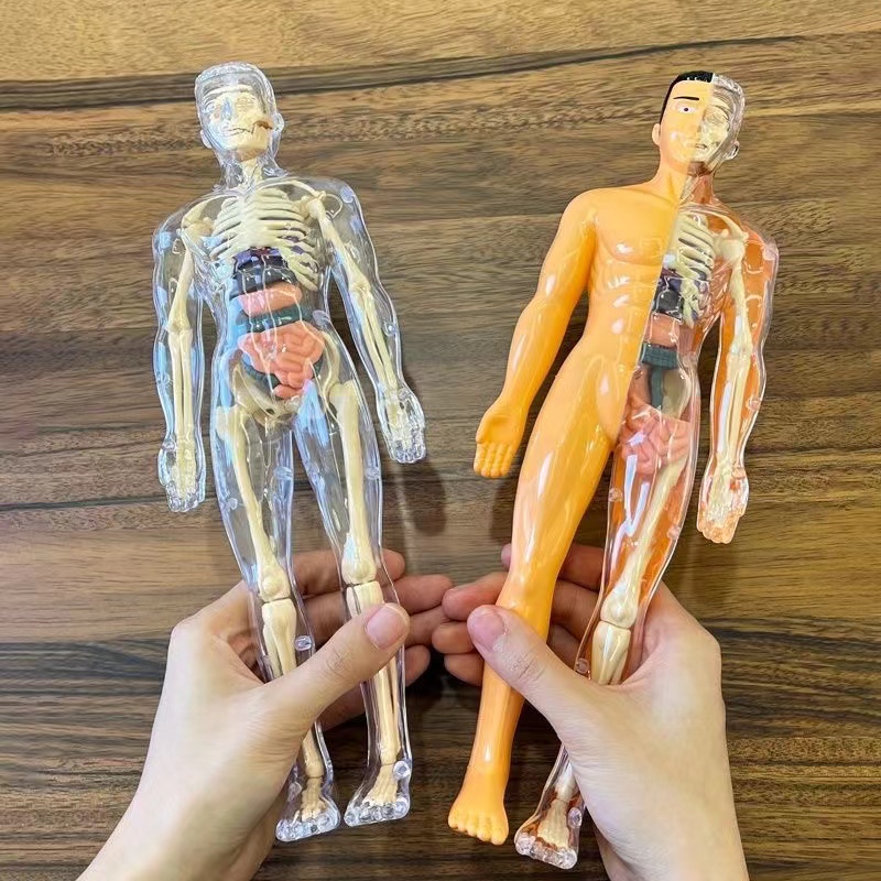 3D Human Body Torso Model for  - đánh giá và giá Human Body Puzzle