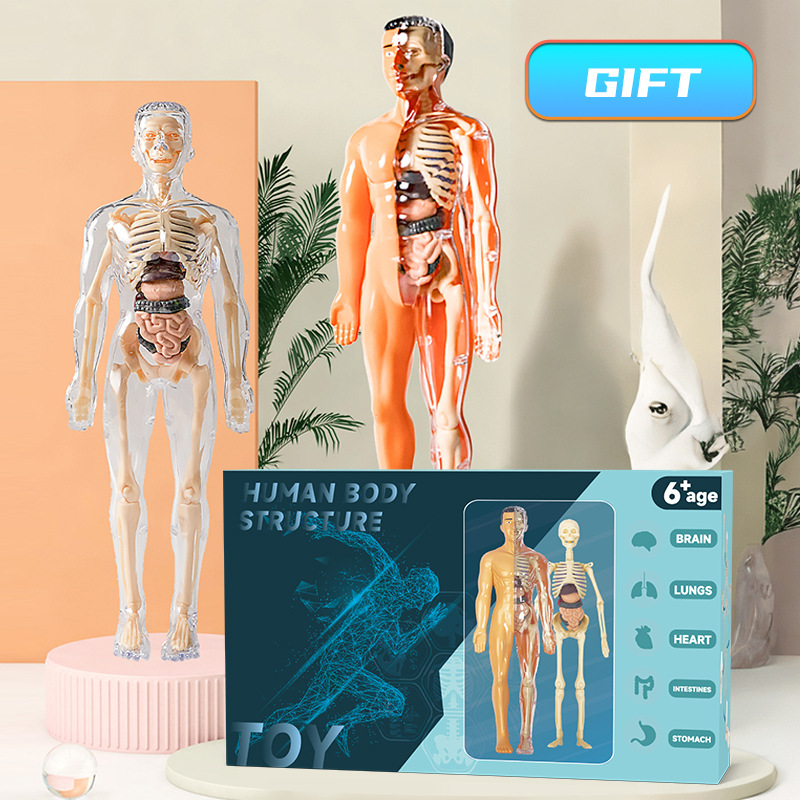 3D Human Torso Model Children' - đánh giá và giá Human Body Puzzle