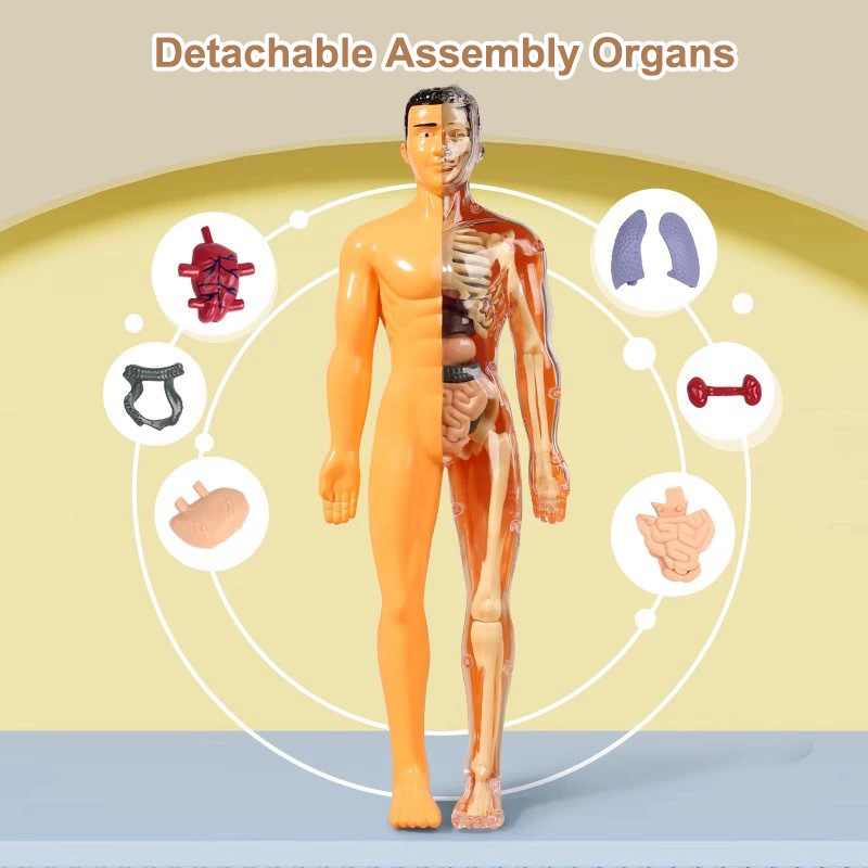 3D Human Torso Model Children' - đánh giá và giá Human Body Puzzle