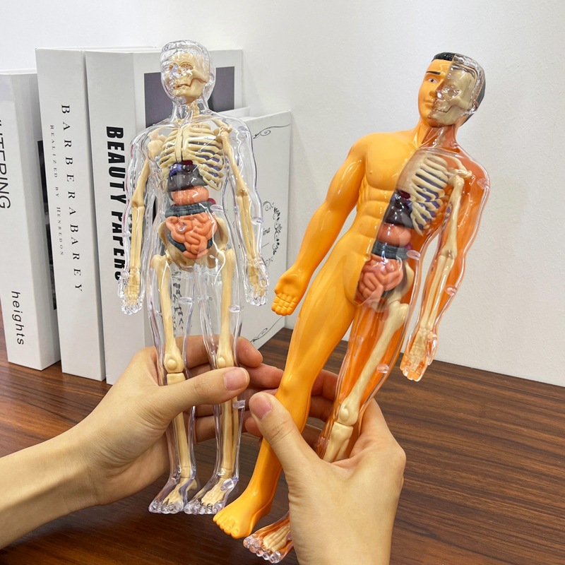 3D Human Torso Model Children' - đánh giá và giá Human Body Puzzle