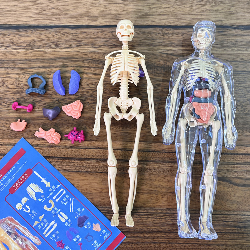 3D Human Torso Model Children' - đánh giá và giá Human Body Puzzle